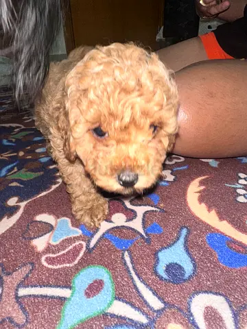 Cute small poodle-type puppy available