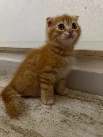 Scottish fold cats