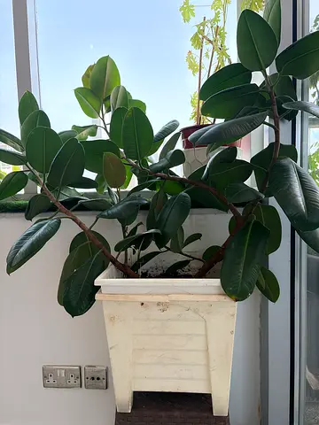 Indoor plant for sale