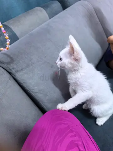 2 months old kitten Pure white with blue eyew