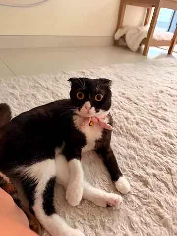 adopt pet