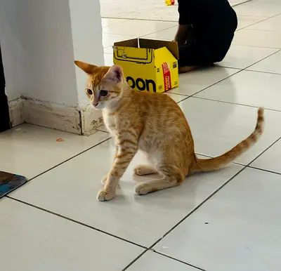 Cat