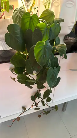 Healthy trailing Philodendron (Heartleaf) - ready to hang