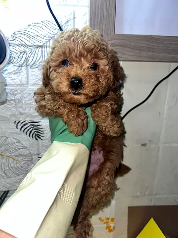 Pet