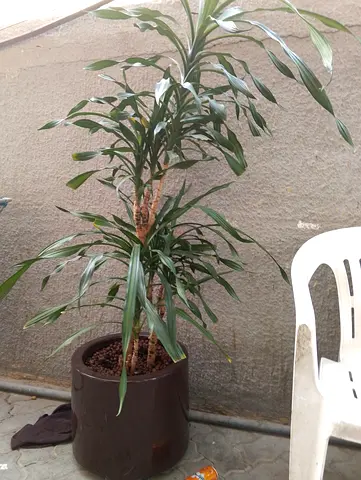 Indoor plant Available for sale