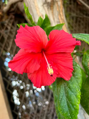 Outdoor hibiscus plant, 2 pots 90aed