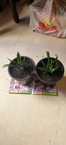 Snake plant
