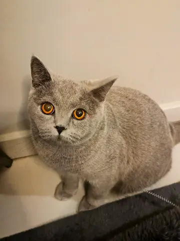 Cat British Shorthair for Adoption