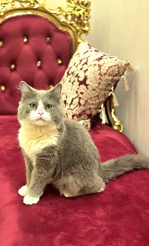 Friendly British Shorthair Mix Cat — Healthy, Litter Trained