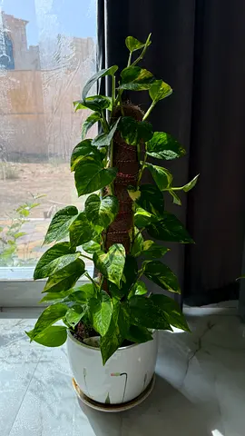 Pothos (Golden) Climbing Houseplant on Moss Pole in White Planter