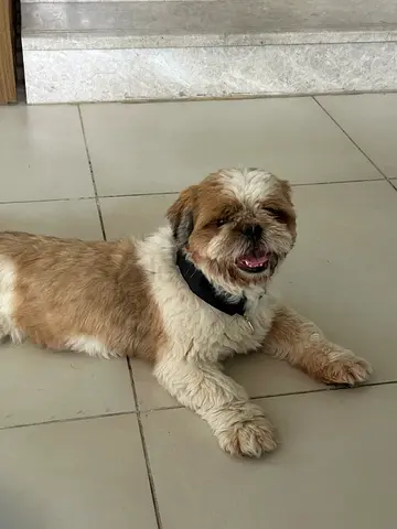 Young Shih Tzu Puppy — Friendly, Ready for a New Home for adoption