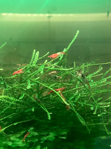 Aquarium plants (Java/Christmas Mosses, Pelia Moss) for Shrimps tank
