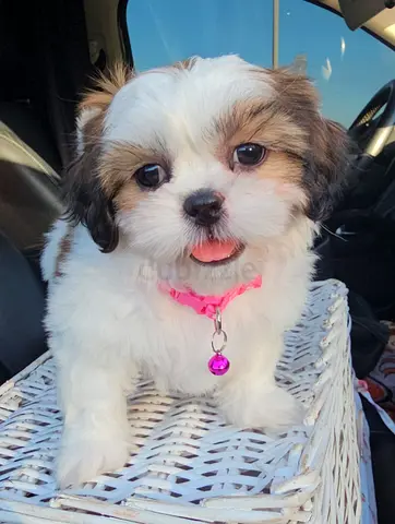 Beautiful Shihtzu puppies cute little puppy dog mini size dogs