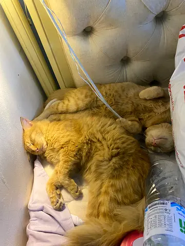 2female well trained lovable cats