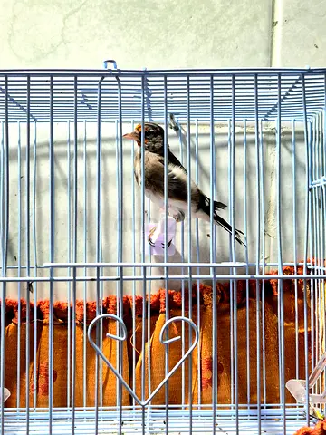 Bird