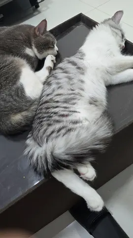 Two friendly domestic cats available for FREE adoption