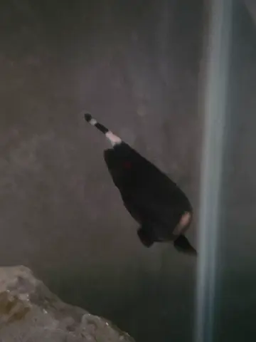 Black ghost knife fish
