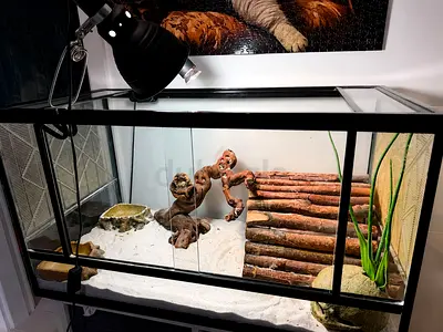 Reptile terrarium bearded dragon
