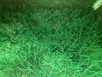 Aquarium plants (Java/Christmas Mosses, Pelia Moss) for Shrimps tank