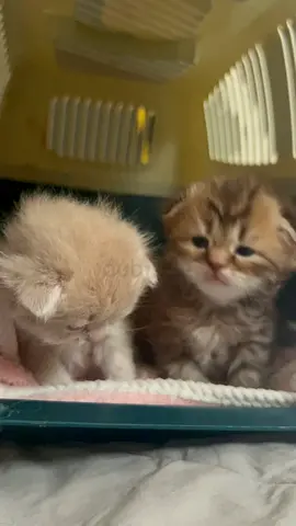 Adorable kittens available for rehoming