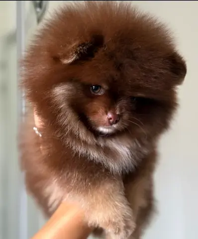 Cute fluffy pomeranian puppies