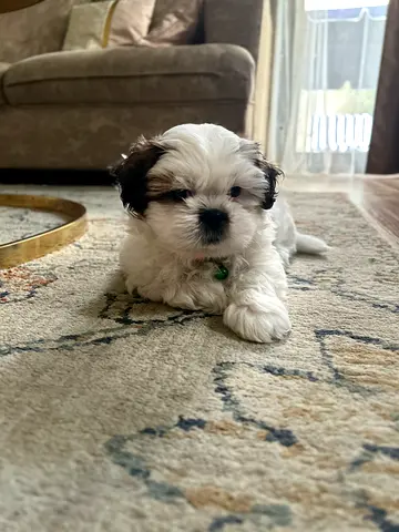 8week-old Shih Tzu puppy available for adoption — playful and healthy