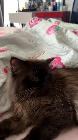Friendly long-haired Siamese cat available for adoption — gentle and calm