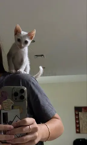 Playful kitten for free adoption