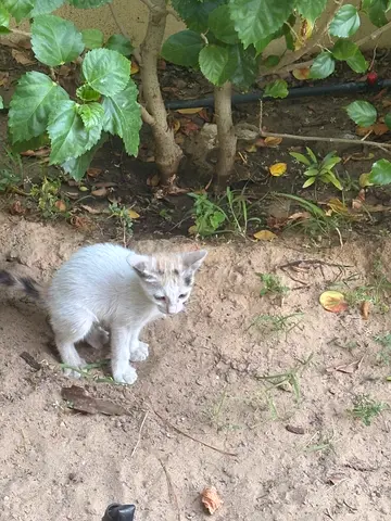 White Kitten for  free Adoption 6 weeks old