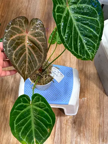 Anthurium Silver Tiger x doc block AED300/-  Pickup near financial center metro station. Delivery ca