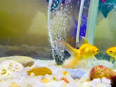 Compatible aquarium with gold fish