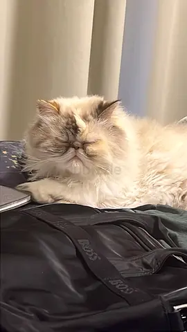 Himalayan Persian Cat for Adoption