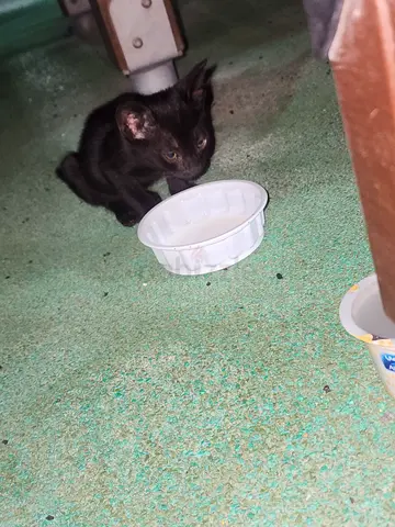 Kittens