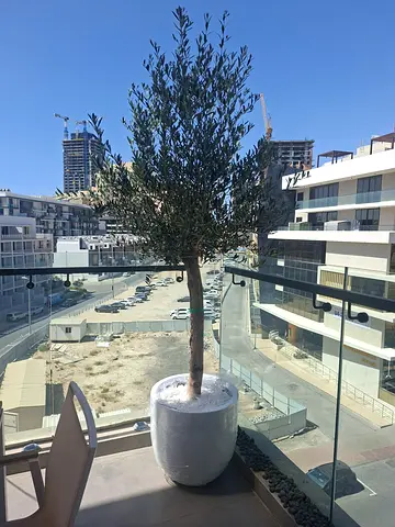 Tall olive tree in pot - perfect balcony decor