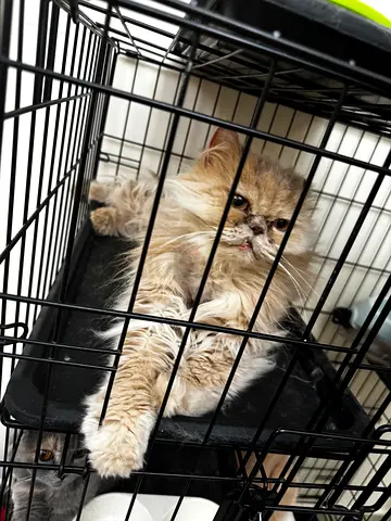 Pets