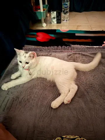 Beautiful Persian Male Cats absolutely free adoption