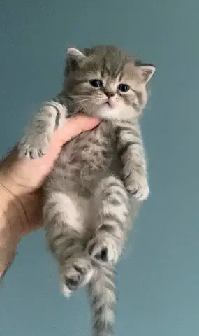 Pets