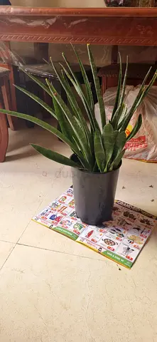 Snake plant