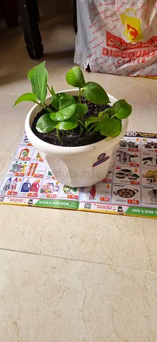 Money plant