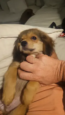 GOLDEN COCKER (mini golden retriever)