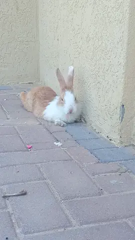 بني ياس غرب ابو ظبي