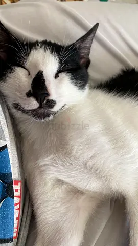 Funny, Super smart black-and-white tuxedo cat available for FREE adoption