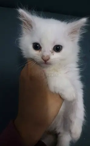 Adorable white kitten for free adoption