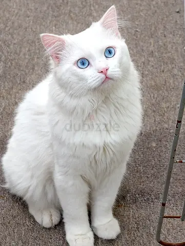 Pet