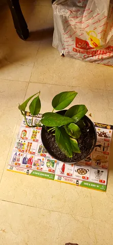Money plant