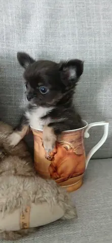 Chihuahua longhair rare