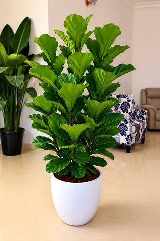 Indoor 3PP Fiddle Leaf Fig plant in White Ceramic Pot | Extra Bushy  Full
