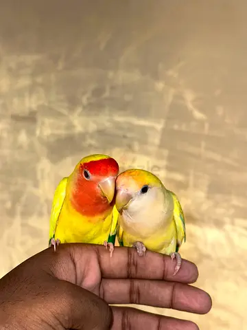 زوج روز اليف