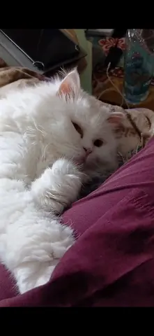 الفجيرة