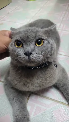 Pets